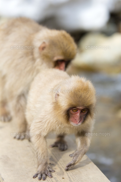 地獄谷 川の橋を渡る子ザル の写真素材 イラスト素材 アマナイメージズ 地獄谷 川の橋を渡る子ザル の写真素材 イラスト素材 アマナイメージズ