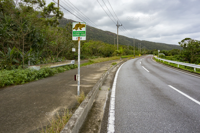 西表島 イリオモテヤマネコの標識 の写真素材 イラスト素材 アマナイメージズ 西表島 イリオモテヤマネコの標識 の写真素材 イラスト素材 アマナイメージズ