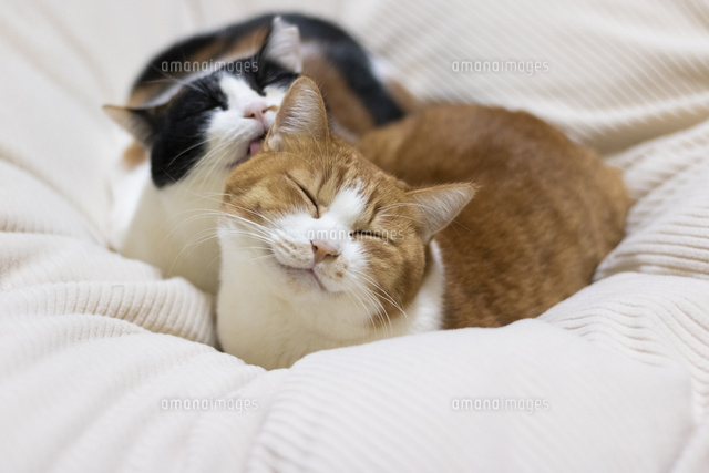舐める三毛猫 10583010481 の写真素材 イラスト素材 アマナイメージズ