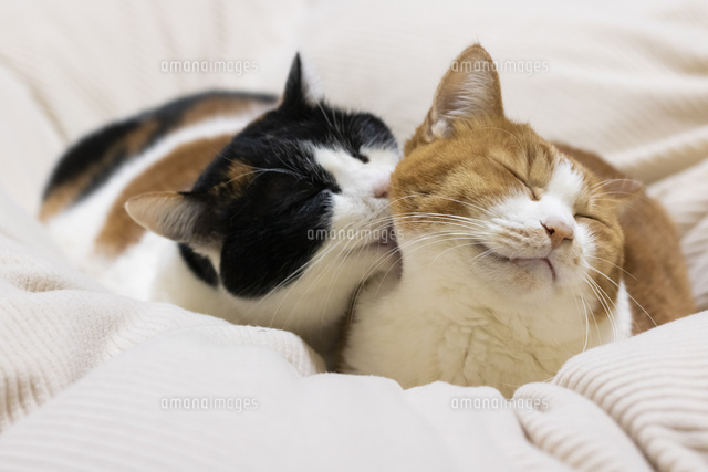 舐める三毛猫 10583010482 の写真素材 イラスト素材 アマナイメージズ