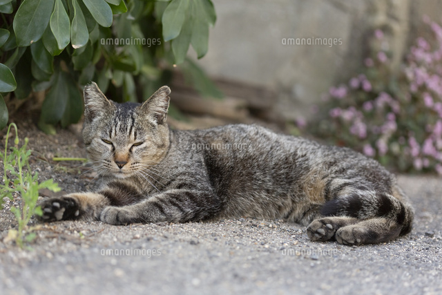 うとうとするキジトラ猫 の写真素材 イラスト素材 アマナイメージズ