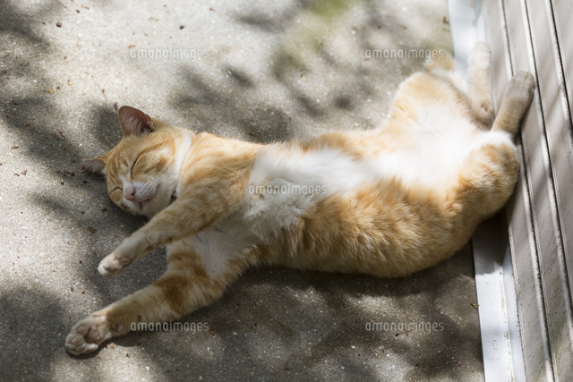 眠る茶白猫 の写真素材 イラスト素材 アマナイメージズ