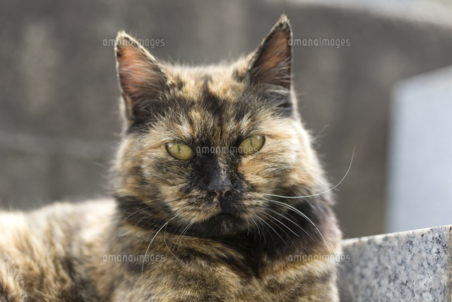 サビ猫 の写真素材 イラスト素材 アマナイメージズ