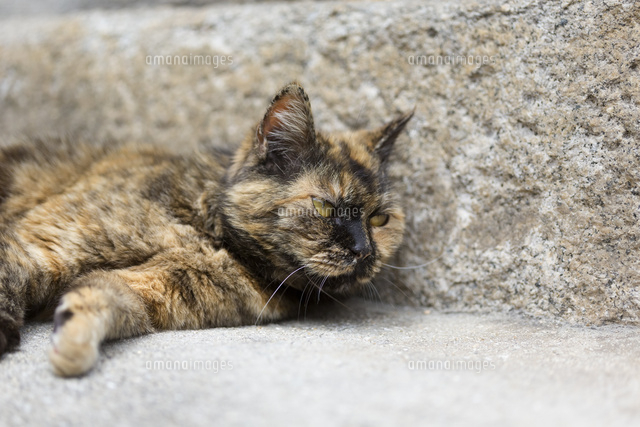 サビ猫 の写真素材 イラスト素材 アマナイメージズ