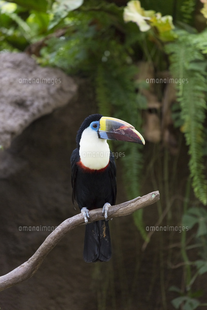 シロムネオオハシ の写真素材 イラスト素材 アマナイメージズ