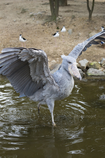 飛び立つハシビロコウ の写真素材 イラスト素材 アマナイメージズ