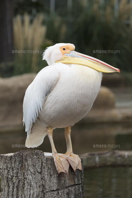 脚を伸ばすモモイロペリカン の写真素材 イラスト素材 アマナイメージズ