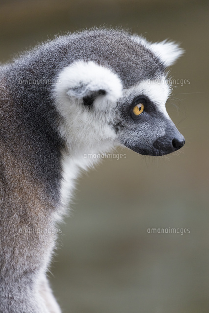 ワオキツネザルの横顔[10583010969]の写真・イラスト素材｜アマナ