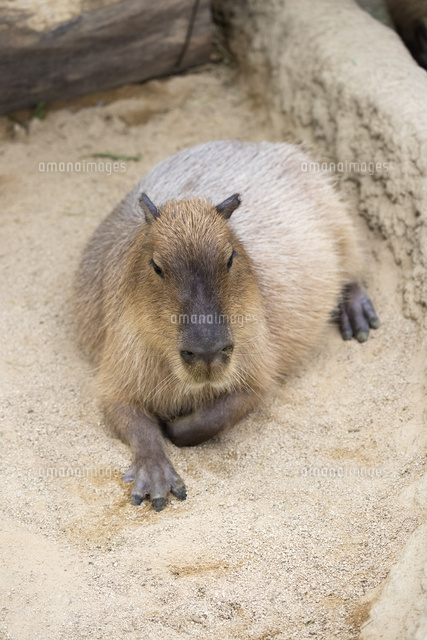 くつろぐカピバラ の写真素材 イラスト素材 アマナイメージズ