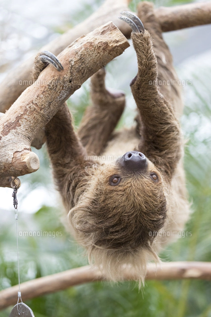 フタユビナマケモノの後ろ足の爪 の写真素材 イラスト素材 アマナイメージズ