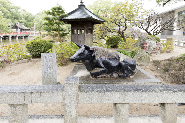 大宰府天満宮 御神牛 10583011065 の写真素材 イラスト素材 アマナイメージズ