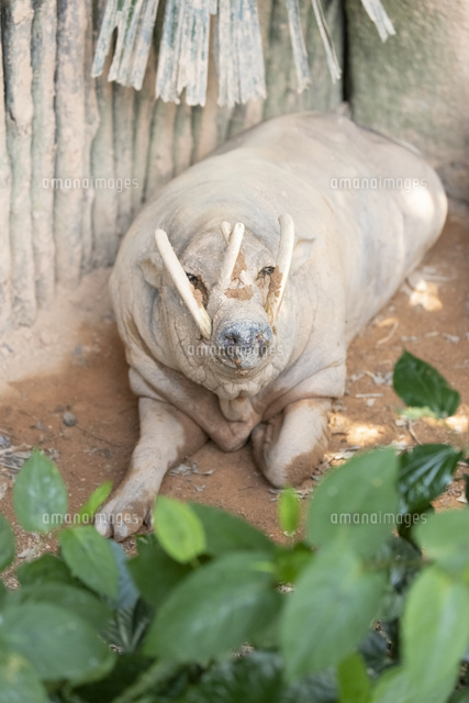 バビルサ[10583011266]の写真・イラスト素材｜アマナイメージズ