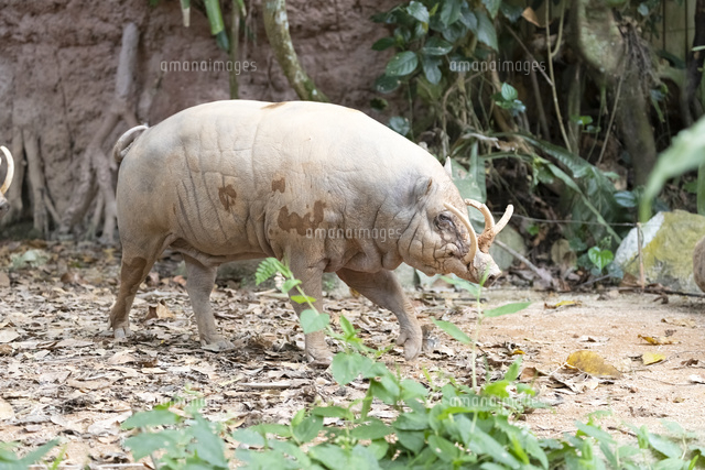 バビルサ[10583011270]の写真・イラスト素材｜アマナイメージズ