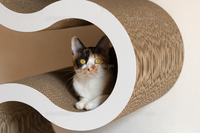 かわいい三毛猫 の写真素材 イラスト素材 アマナイメージズ