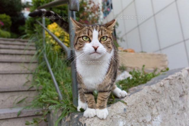 イスタンブール 塀の上の三毛猫[10583011846]の写真・イラスト素材