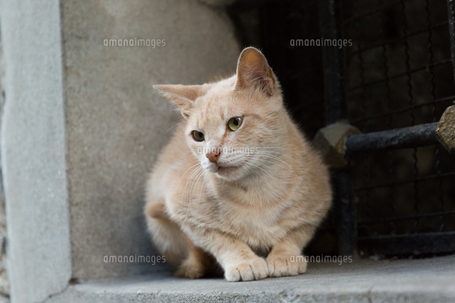 イスタンブール旧市街 クリーム色の猫 の写真素材 イラスト素材 アマナイメージズ