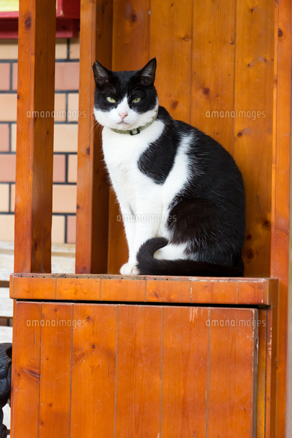 ホウトンの猫村 出迎える黒白猫 の写真素材 イラスト素材 アマナイメージズ