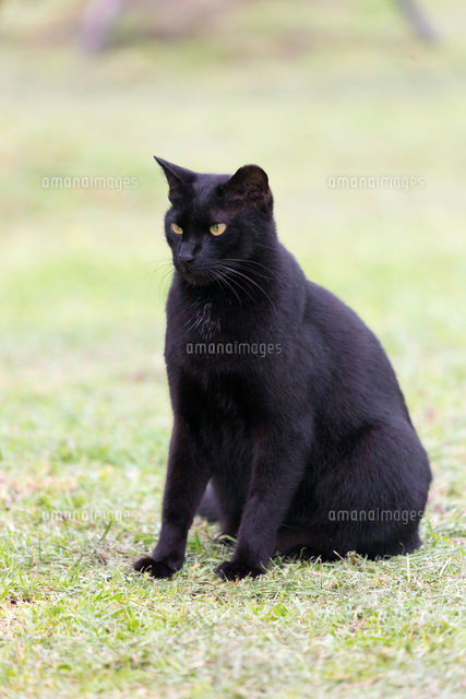 ホウトン猫村、広場の芝生に座る黒猫[10583012598]の写真・イラスト