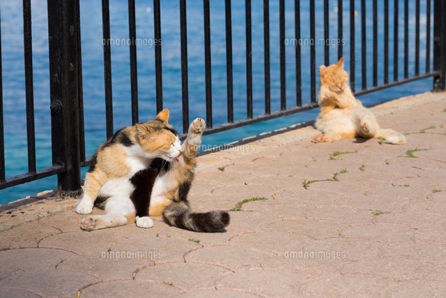 毛づくろいで足を上げる三毛猫[10583012782]の写真・イラスト素材