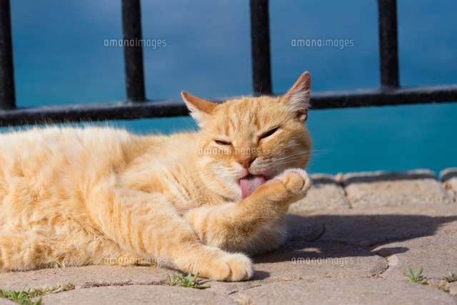 手の毛を繕う茶色の猫 の写真素材 イラスト素材 アマナイメージズ