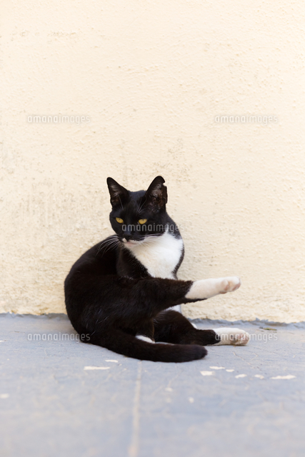 足を伸ばすマスク顔の黒白猫[10583012810]の写真素材・イラスト素材 