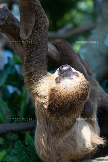 木を登るフタユビナマケモノ の写真素材 イラスト素材 アマナイメージズ