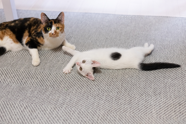 三毛猫と遊ぶ白い子猫 の写真素材 イラスト素材 アマナイメージズ