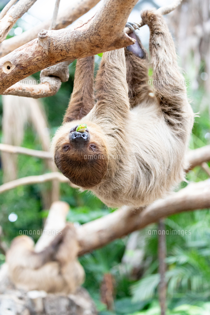 ぶら下がって進むフタユビナマケモノ の写真素材 イラスト素材 アマナイメージズ