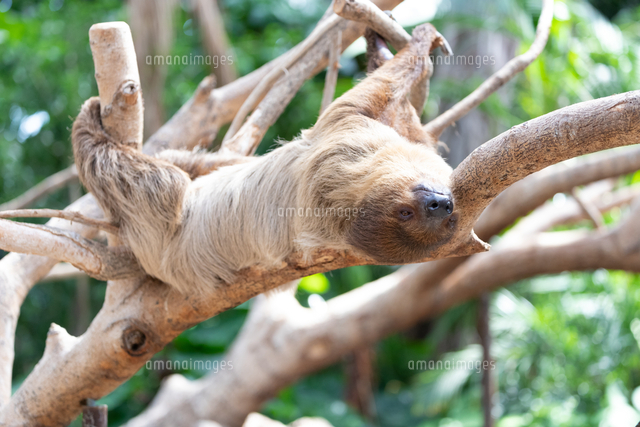 木にぶら下がるフタユビナマケモノ の写真素材 イラスト素材 アマナイメージズ