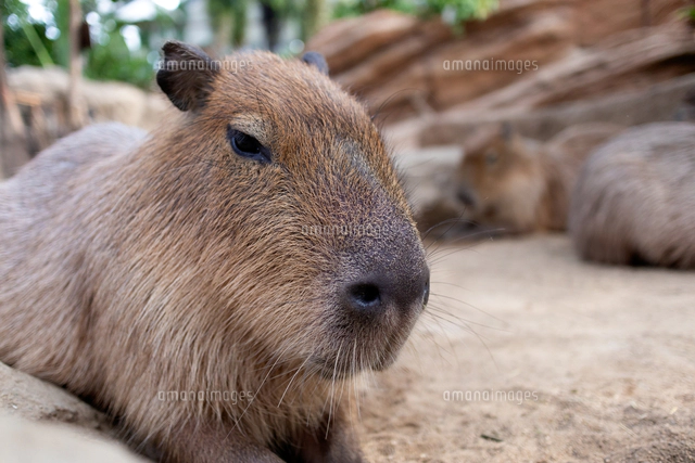 カピバラの写真素材 ストックフォト アマナイメージズ カピバラの写真素材 ストックフォト アマナイメージズ