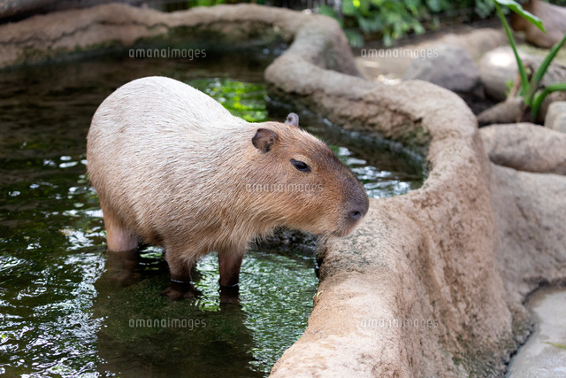 水につかるカピバラ の写真素材 イラスト素材 アマナイメージズ