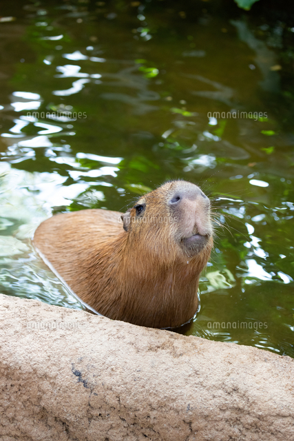 水浴びするカピバラ の写真素材 イラスト素材 アマナイメージズ