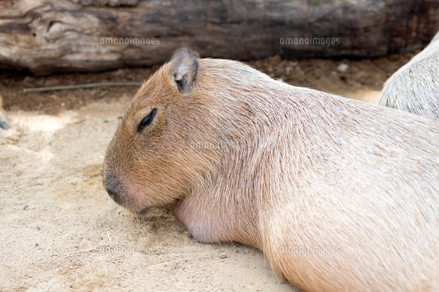 手に頭をのせて休むカピバラ の写真素材 イラスト素材 アマナイメージズ