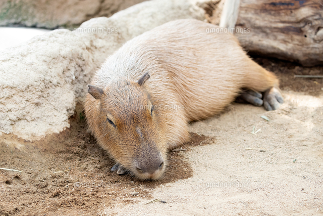 手に頭をのせて休むカピバラ の写真素材 イラスト素材 アマナイメージズ