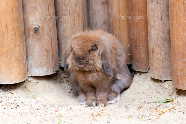 茶色のロップイヤー の写真素材 イラスト素材 アマナイメージズ
