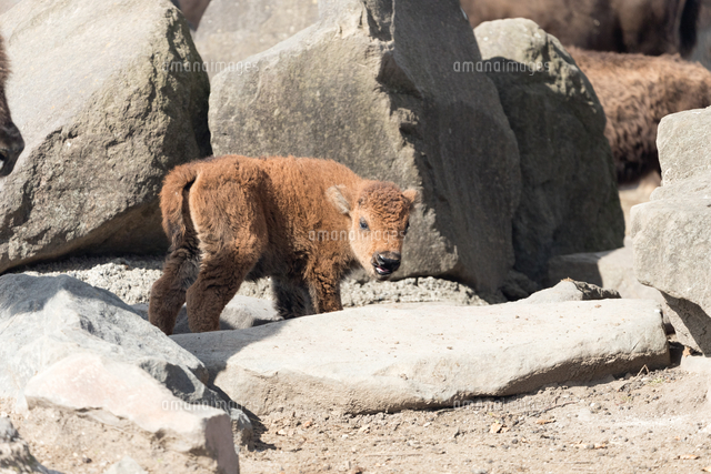 子供のバイソン の写真素材 イラスト素材 アマナイメージズ