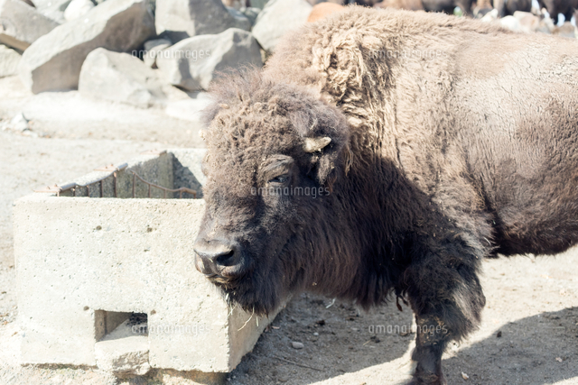 アメリカバイソンの上半身 の写真素材 イラスト素材 アマナイメージズ