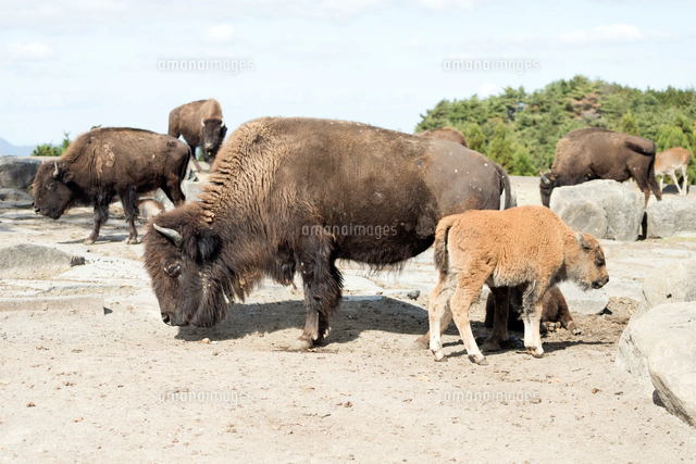 子供のバイソン の写真素材 イラスト素材 アマナイメージズ