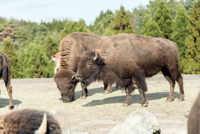 二頭で寄り添うバイソン の写真素材 イラスト素材 アマナイメージズ