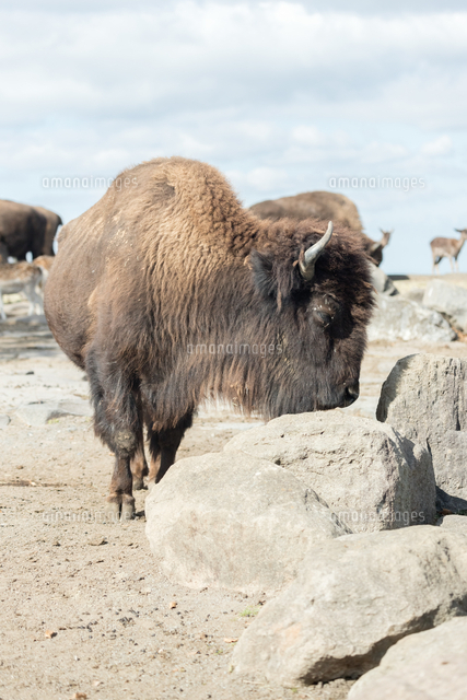 アメリカバイソンの横顔 の写真素材 イラスト素材 アマナイメージズ