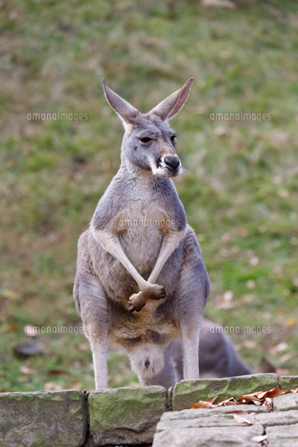 カンガルー どうぶつ王子⑨アカカンガルー - YouTube
