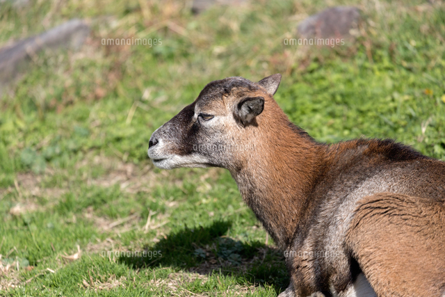 ムフロン メス の横顔 の写真素材 イラスト素材 アマナイメージズ