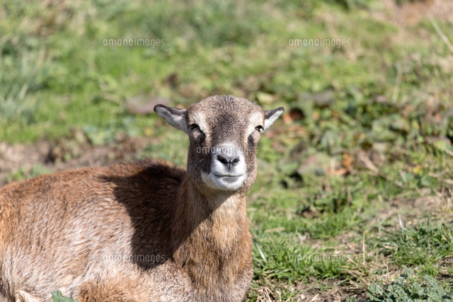 メスのムフロンの顔アップ の写真素材 イラスト素材 アマナイメージズ