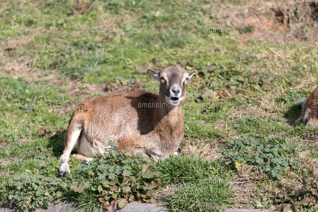 口を開けるメスのムフロン の写真素材 イラスト素材 アマナイメージズ