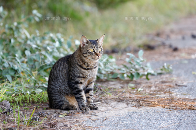 田舎道に座るキジトラ模様の猫 の写真素材 イラスト素材 アマナイメージズ