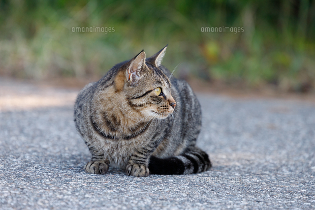 辺りを見回すキジトラ柄の猫 の写真素材 イラスト素材 アマナイメージズ