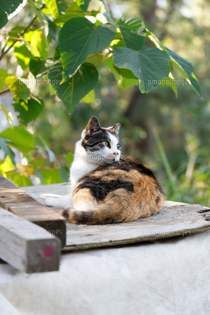 板の上で振り返る三毛猫[10583013516]の写真・イラスト素材｜アマナ