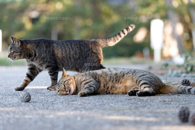 寝転ぶキジトラと歩くキジトラ柄の猫 の写真素材 イラスト素材 アマナイメージズ