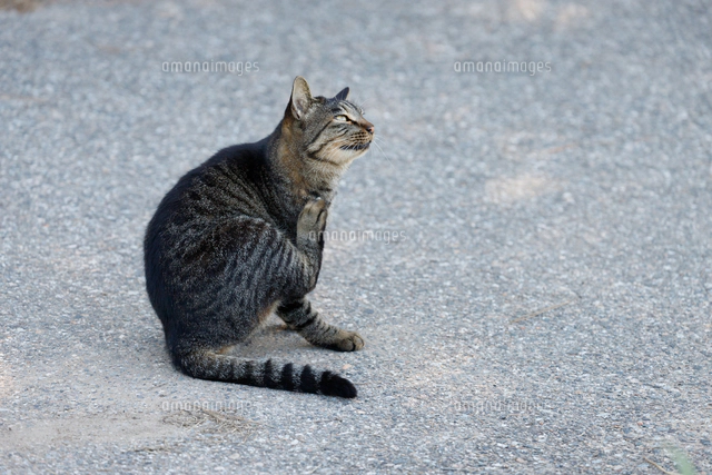 猫　毛づくろい 毛繕い中のネコ氏の名前を呼んでみたら、100点満点のポーズと