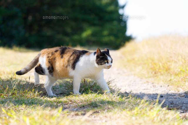 田舎道を歩く三毛猫 の写真素材 イラスト素材 アマナイメージズ